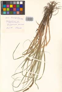 Carex leiorhyncha C.A.Mey., Siberia, Russian Far East (S6) (Russia)