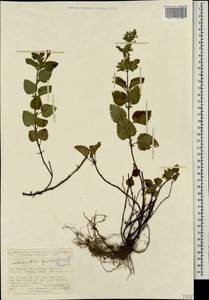 Clinopodium grandiflorum subsp. grandiflorum, Caucasus, Turkish Caucasus (NE Turkey) (K7) (Turkey)