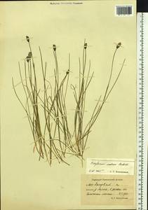 Eriophorum × medium Andersson, Siberia, Chukotka & Kamchatka (S7) (Russia)