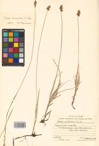 Carex arenicola F.Schmidt, Siberia, Russian Far East (S6) (Russia)