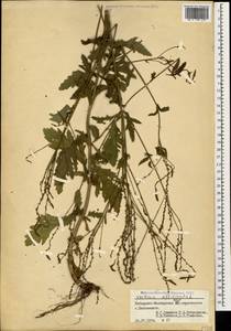 Verbena officinalis L., Caucasus, Stavropol Krai, Karachay-Cherkessia & Kabardino-Balkaria (K1b) (Russia)
