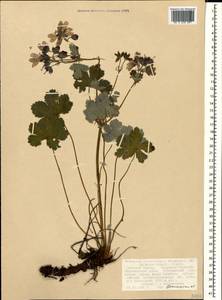Geranium renardii Trautv. in Trautv., Regel, Maxim. & C. Winkl., Caucasus, Stavropol Krai, Karachay-Cherkessia & Kabardino-Balkaria (K1b) (Russia)