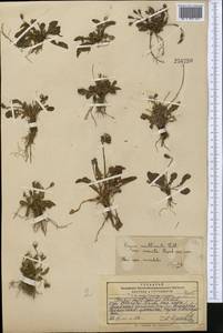 Crepis multicaulis Ledeb., Middle Asia, Pamir & Pamiro-Alai (M2) (Kyrgyzstan)