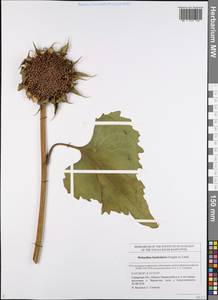 Helianthus annuus L., Eastern Europe, Middle Volga region (E8) (Russia)