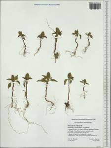 Amaranthus retroflexus L., Western Europe (EUR) (Germany)