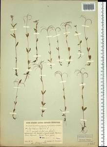 Epilobium anagallidifolium Lam., Siberia, Baikal & Transbaikal region (S4) (Russia)