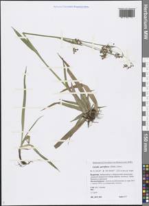 Luzula parviflora (Ehrh.) Desv., Siberia, Baikal & Transbaikal region (S4) (Russia)