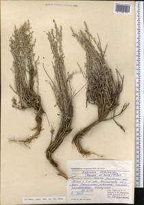 Artemisia semiarida (Krasch. & Lavrova) Filatova, Middle Asia, Caspian Ustyurt & Northern Aralia (M8) (Kazakhstan)