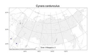 Cynara cardunculus L., Atlas of the Russian Flora (FLORUS) (Russia)