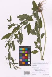 Chenopodium, Eastern Europe, Central forest-and-steppe region (E6) (Russia)