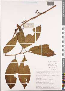 Embelia undulata var. subcoriacea C. B. Clarke, South Asia, South Asia (Asia outside ex-Soviet states and Mongolia) (ASIA) (Vietnam)
