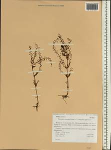 Veronica anagallis-aquatica L., Eastern Europe, Belarus (E3a) (Belarus)