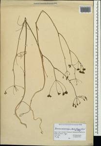 Bunium microcarpum (Boiss.) Freyn & Sint. ex Freyn, Crimea (KRYM) (Russia)