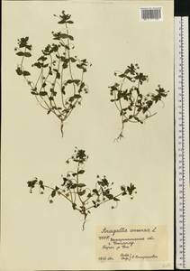 Lysimachia arvensis (L.) U.Manns & Anderb., Eastern Europe, West Ukrainian region (E13) (Ukraine)