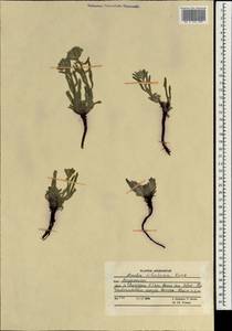 Arnebia guttata subsp. guttata, South Asia, South Asia (Asia outside ex-Soviet states and Mongolia) (ASIA) (Afghanistan)