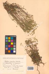 Stellaria jacutica Schischk., Siberia, Russian Far East (S6) (Russia)