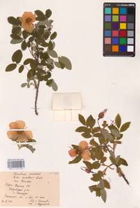 Rosa acicularis Lindl., Eastern Europe, Northern region (E1) (Russia)