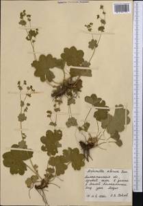 Alchemilla sibirica Zämelis, Middle Asia, Northern & Central Tian Shan (M4) (Kazakhstan)