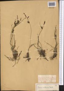 Carex melanostachya M.Bieb. ex Willd., Middle Asia, Muyunkumy, Balkhash & Betpak-Dala (M9) (Kazakhstan)