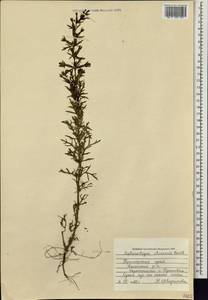 Siphonostegia chinensis Benth., Siberia, Russian Far East (S6) (Russia)