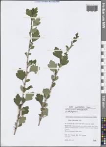 Ribes pulchellum Turcz., Siberia, Baikal & Transbaikal region (S4) (Russia)