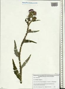 Carduus crispus L., Eastern Europe, Belarus (E3a) (Belarus)