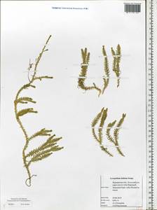 Spinulum annotinum subsp. alpestre (Hartm.) Uotila, Eastern Europe, Northern region (E1) (Russia)