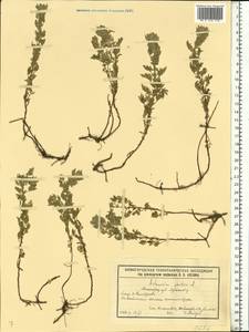 Artemisia pontica L., Eastern Europe, Volga-Kama region (E7) (Russia)