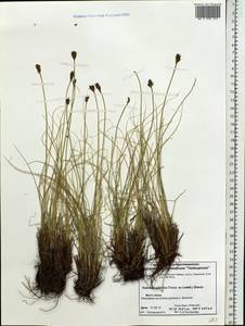 Carex borealipolaris S.R.Zhang, Siberia, Central Siberia (S3) (Russia)