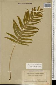 Polypodium cambricum L., Caucasus, Abkhazia (K4a) (Abkhazia)