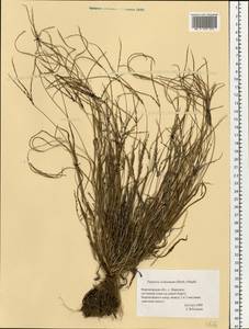 Digitaria ischaemum (Schreb.) Muhl., Eastern Europe, Central forest-and-steppe region (E6) (Russia)