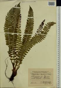 Polystichum lonchitis (L.) Roth, Eastern Europe, Northern region (E1) (Russia)