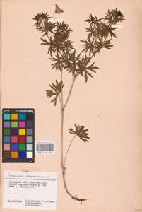 Geranium sanguineum L., Eastern Europe, Central forest-and-steppe region (E6) (Russia)