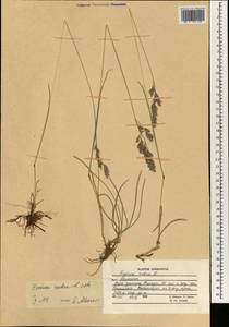 Festuca rubra L., South Asia, South Asia (Asia outside ex-Soviet states and Mongolia) (ASIA) (Afghanistan)