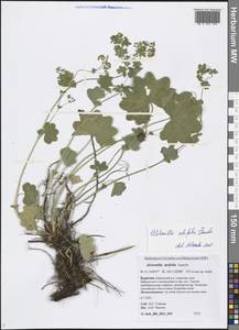 Alchemilla lindbergiana Juz., Siberia, Baikal & Transbaikal region (S4) (Russia)