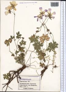 Geranium, Middle Asia, Northern & Central Tian Shan (M4) (Kyrgyzstan)