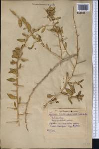 Lycium depressum Stocks, Middle Asia, Syr-Darian deserts & Kyzylkum (M7) (Uzbekistan)