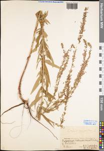 Lythrum virgatum L., Eastern Europe, Eastern region (E10) (Russia)