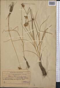 Allium tenuicaule Regel, Middle Asia, Western Tian Shan & Karatau (M3) (Uzbekistan)