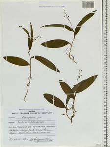 Maianthemum trifolium (L.) Sloboda, Siberia, Russian Far East (S6) (Russia)