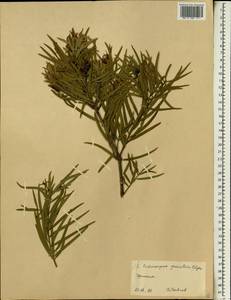 Afrocarpus gracilior (Pilg.) C. N. Page, Africa (AFR) (Ethiopia)