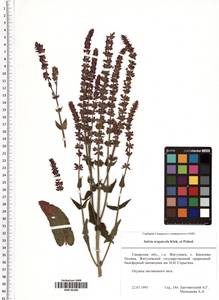 Salvia nemorosa subsp. pseudosylvestris (Stapf) Bornm., Eastern Europe, Middle Volga region (E8) (Russia)