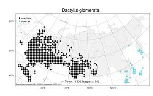 Dactylis glomerata L., Atlas of the Russian Flora (FLORUS) (Russia)