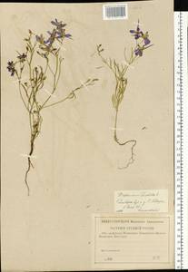 Delphinium consolida subsp. consolida, Eastern Europe, Middle Volga region (E8) (Russia)