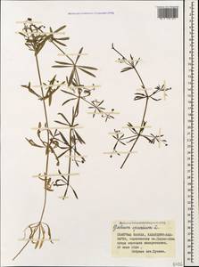 Galium spurium L., Caucasus, Stavropol Krai, Karachay-Cherkessia & Kabardino-Balkaria (K1b) (Russia)