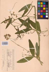 Lathyrus sylvestris L., Eastern Europe, Western region (E3) (Russia)