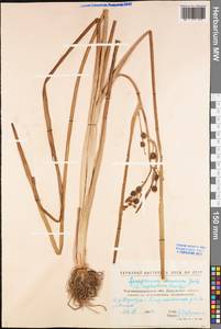 Sparganium erectum subsp. neglectum (Beeby) K.Richt., Eastern Europe, North Ukrainian region (E11) (Ukraine)
