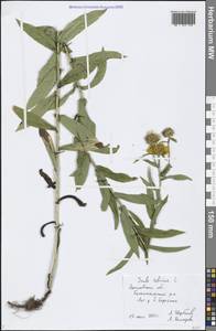 Pentanema salicinum (L.) D. Gut. Larr., Santos-Vicente, Anderb., E. Rico & M. M. Mart. Ort., Eastern Europe, Central forest region (E5) (Russia)