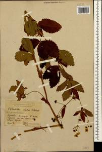 Potentilla elatior Willd. ex Schltdl., Caucasus, Krasnodar Krai & Adygea (K1a) (Russia)