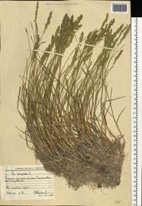 Poa compressa L., Eastern Europe, North Ukrainian region (E11) (Ukraine)